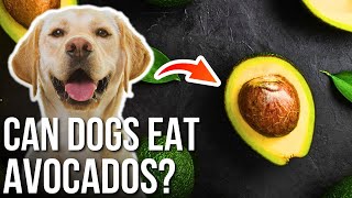 Can Dogs Eat Avocados? | Is it Safe for Dogs to Eat Avocado Fruit?