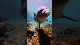 Dolphin Anatomy 101
