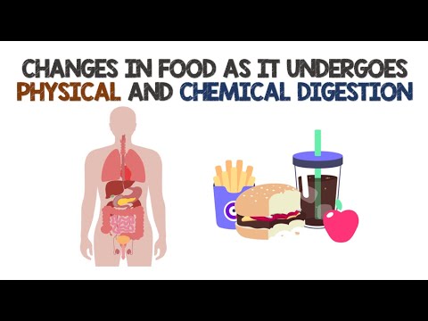 When Food Is Digested Is It A Chemical Or Physical Change