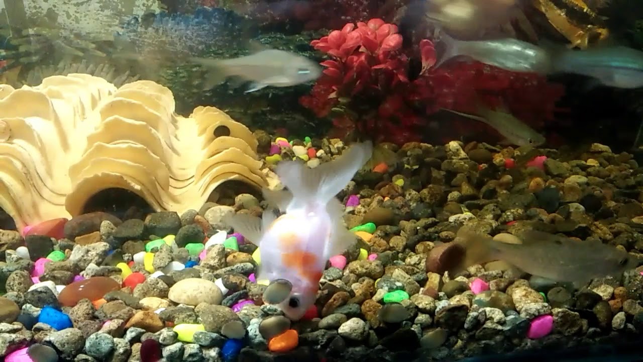 Ikan hias tercantik( apakah kamu pencinta ikan hias) - YouTube