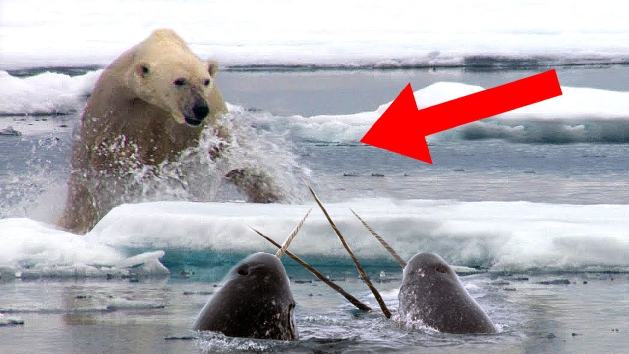 Most FASCINATING Arctic Animals That Exist! - YouTube