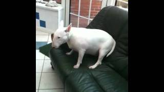 Lily Doing The Bullie Rush