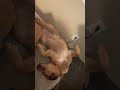 So tired after stealing sisters toy all day.