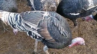 تربية الرومي في المنزل Raising turkey