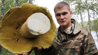 Белые грибы на острове🍄Осенние Грибное Нашествие!🍄