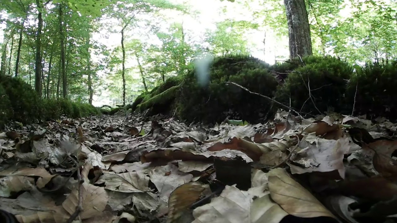 Bienwald (Südpfalz) in 360 Grad, 16.06.2018: eine Moosallee - Teil 1