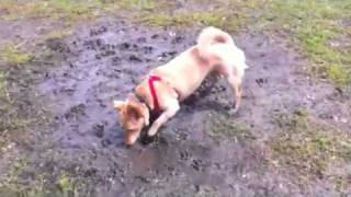 Muddy Sadie