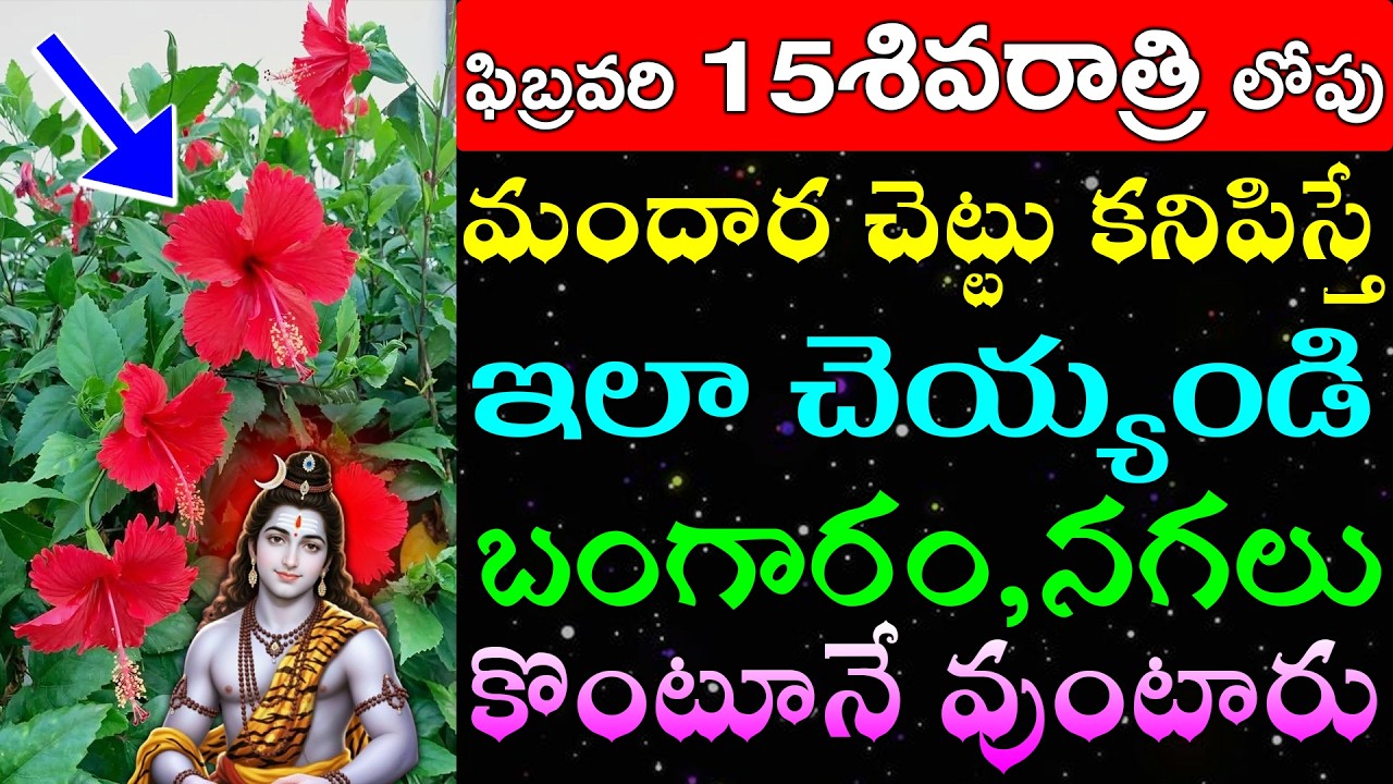 ఫిబ్రవరి 15మహా శివరాత్రి లోపు మందార చెట్టు కనిపిస్తే ఇలా చెయ్యండి బంగారం,నగలు కొంటూనే వుంటారు