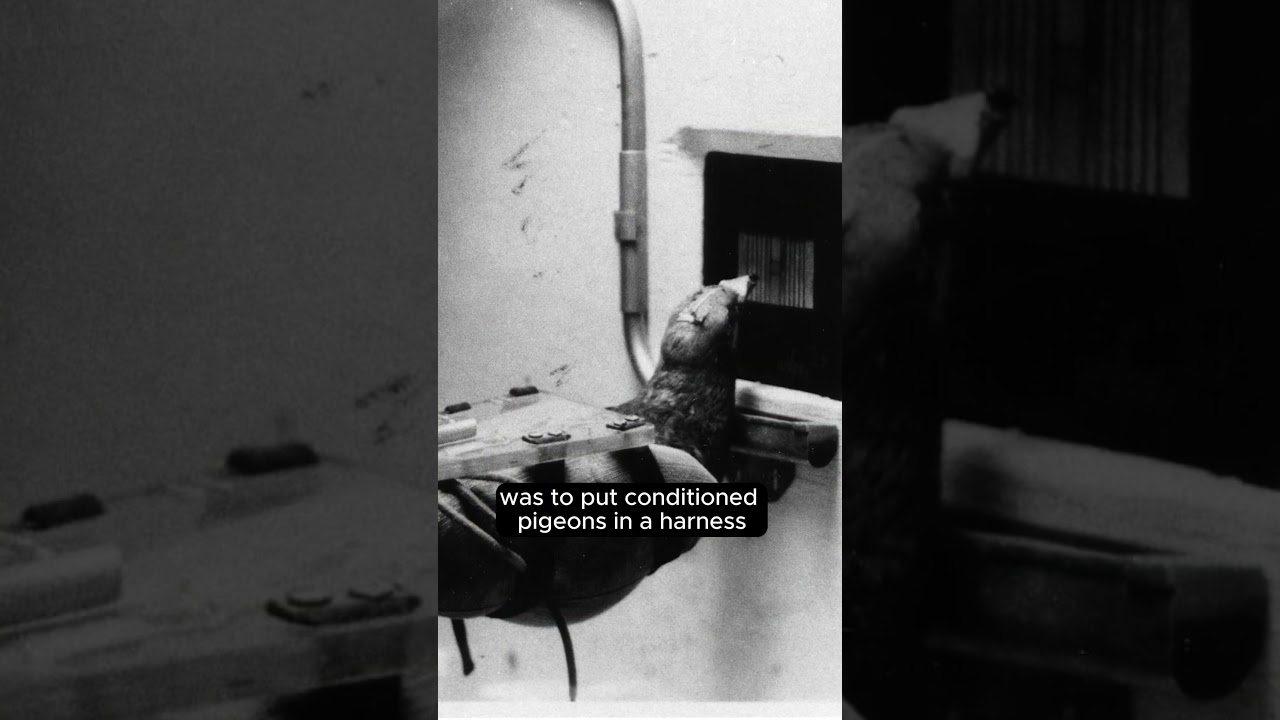 Pigeon Rocket Pilots