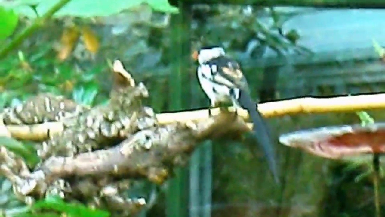 Weird Dance Of The Whydah Finch