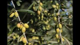 Azienda Agricola Lopolito Pasquale