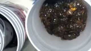 Tautog Bait RI Tautog Bait Green Crabs for Fall Tautog