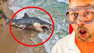 This Killed The Megalodon...