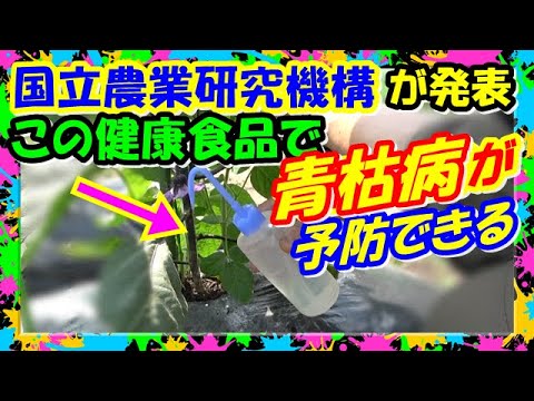 青枯病【トマト,ナスビの青枯病が予防できる】国立農業研究機構 発表の〇〇で青枯病予防液を作った