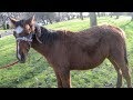 Abandoned neglected foal's amazing transformation as racehorse companion