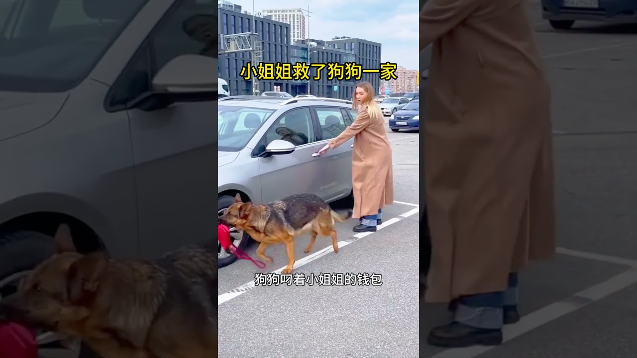 小姐姐救了狗狗一家