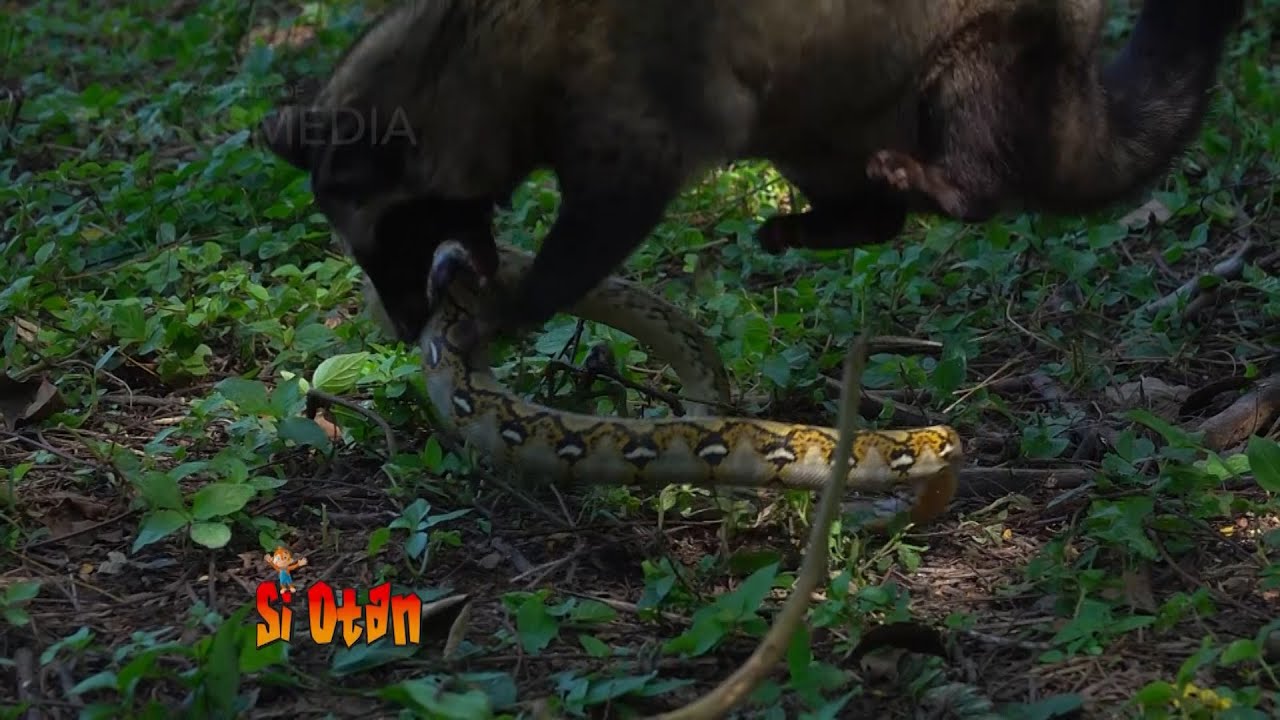 Битва хищников, азиатская пальмовая циветта VS питоны.