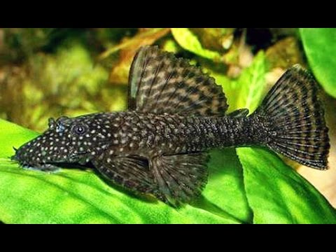 Анциструс обыкновенный (Ancistrus Dolichopterus)