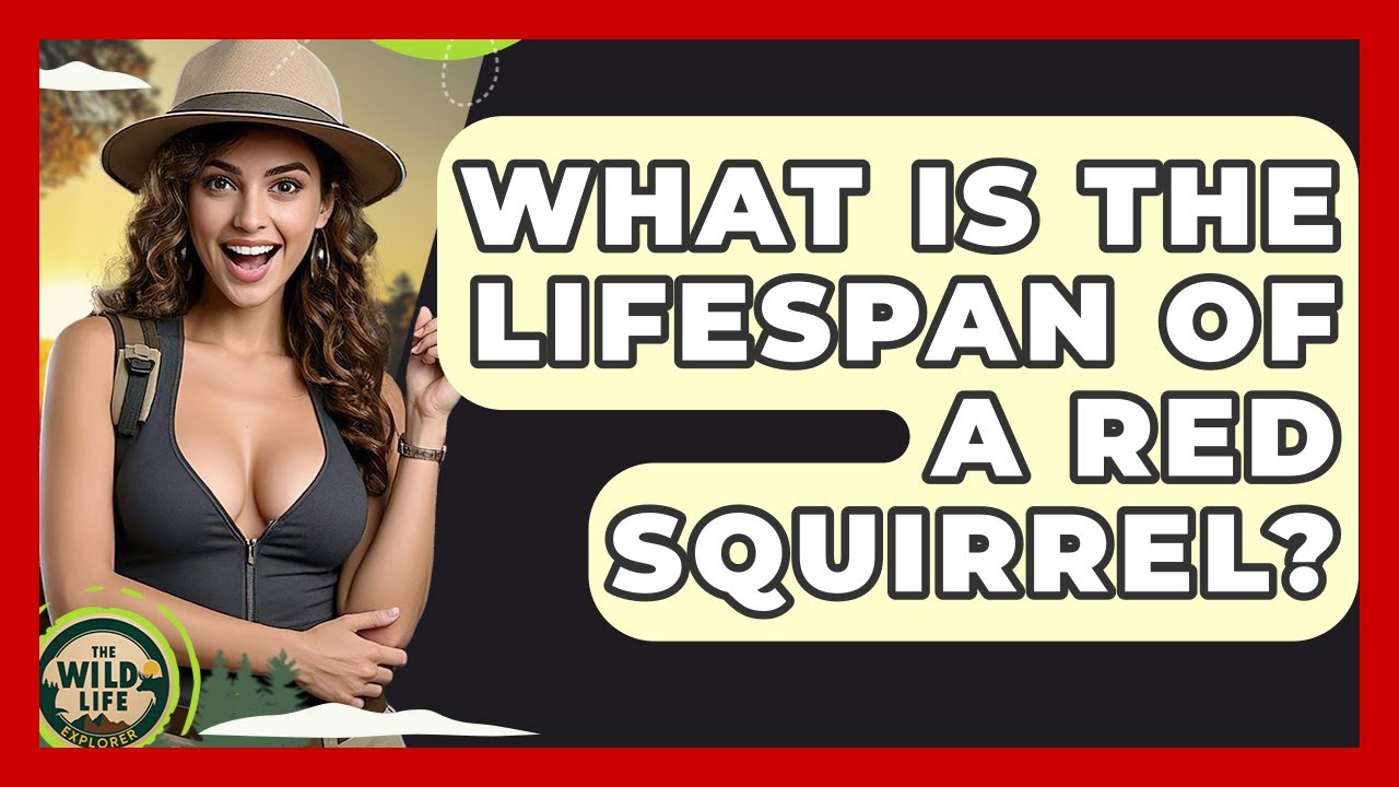 What Is The Lifespan Of A Red Squirrel? - The Wild Life Explorer