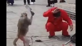 funny movement of angry  monkey II #monkey #shortsvideo