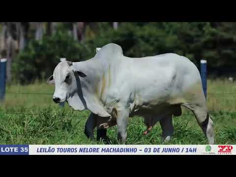 LOTE 35   DIM 6082 1 MP4