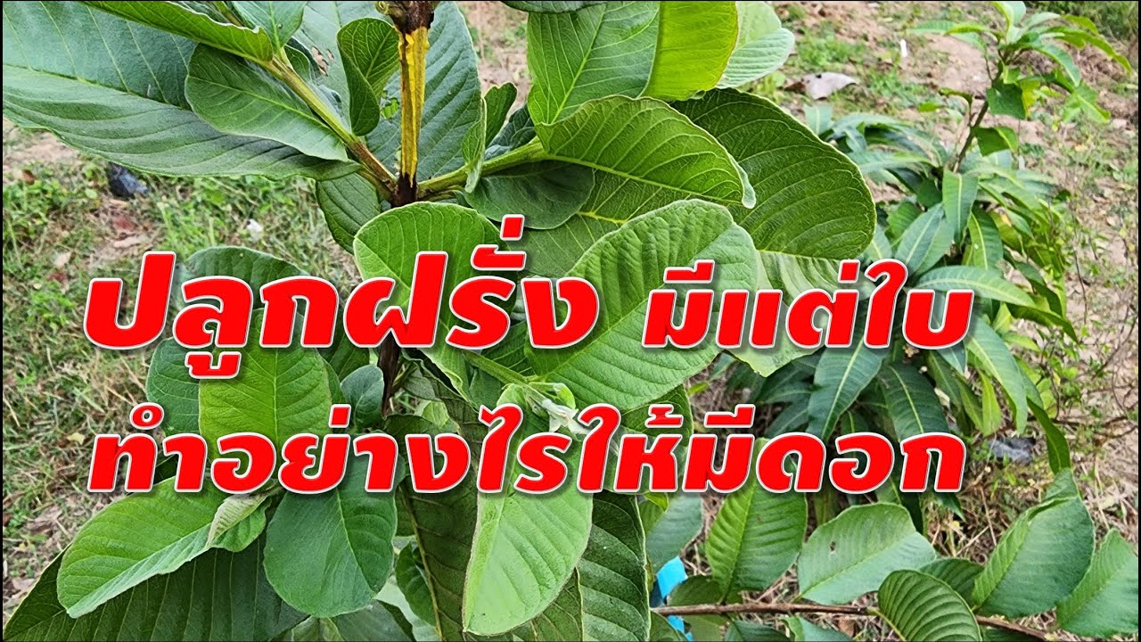 Я посадил гуаву, но у неё остались только листья. Как заставить её цвести?