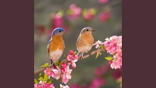 Calm Harmonic Feathered Echoes
