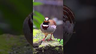 pakshiyon kee raksha karen, khaasakar pahaadee teetar kee #teetar #birdcall #birds