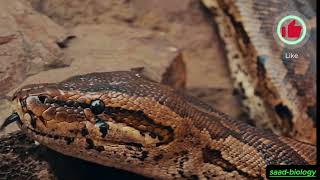 "Why Scorpion Venom Is Worth Millions – And Costs More Than Snake Venom"🦂🐍