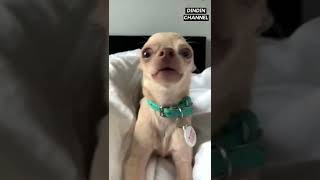Trending Cute Funny Pet Moments P333 Funny