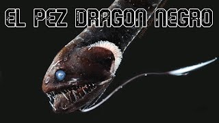 El Pez Dragón . El Alíen De Las Profundidades. Idiacanthus Fasciola