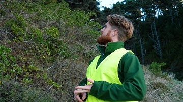 Pine Pollen New Zealand & Creative HQ