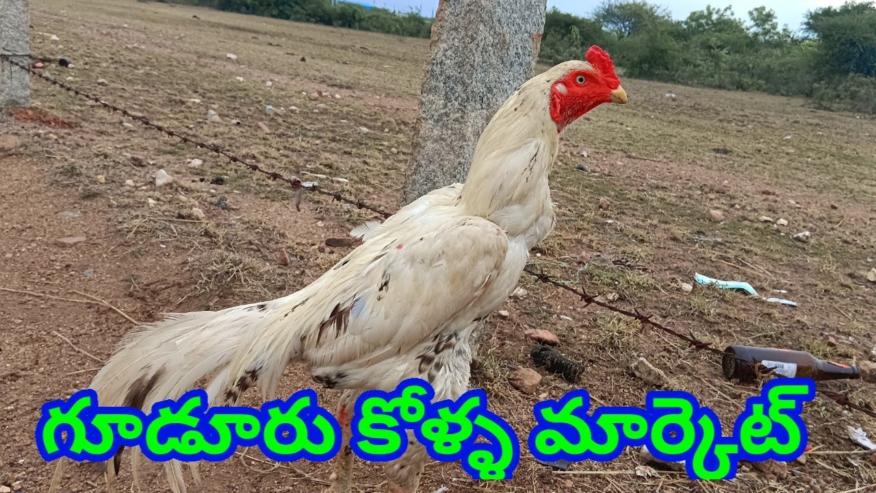 గూడూరు కోళ్ళ మార్కెట్ 18 7 2025 gudur kolla market today Aseel murga market #aseelmurga #aseel