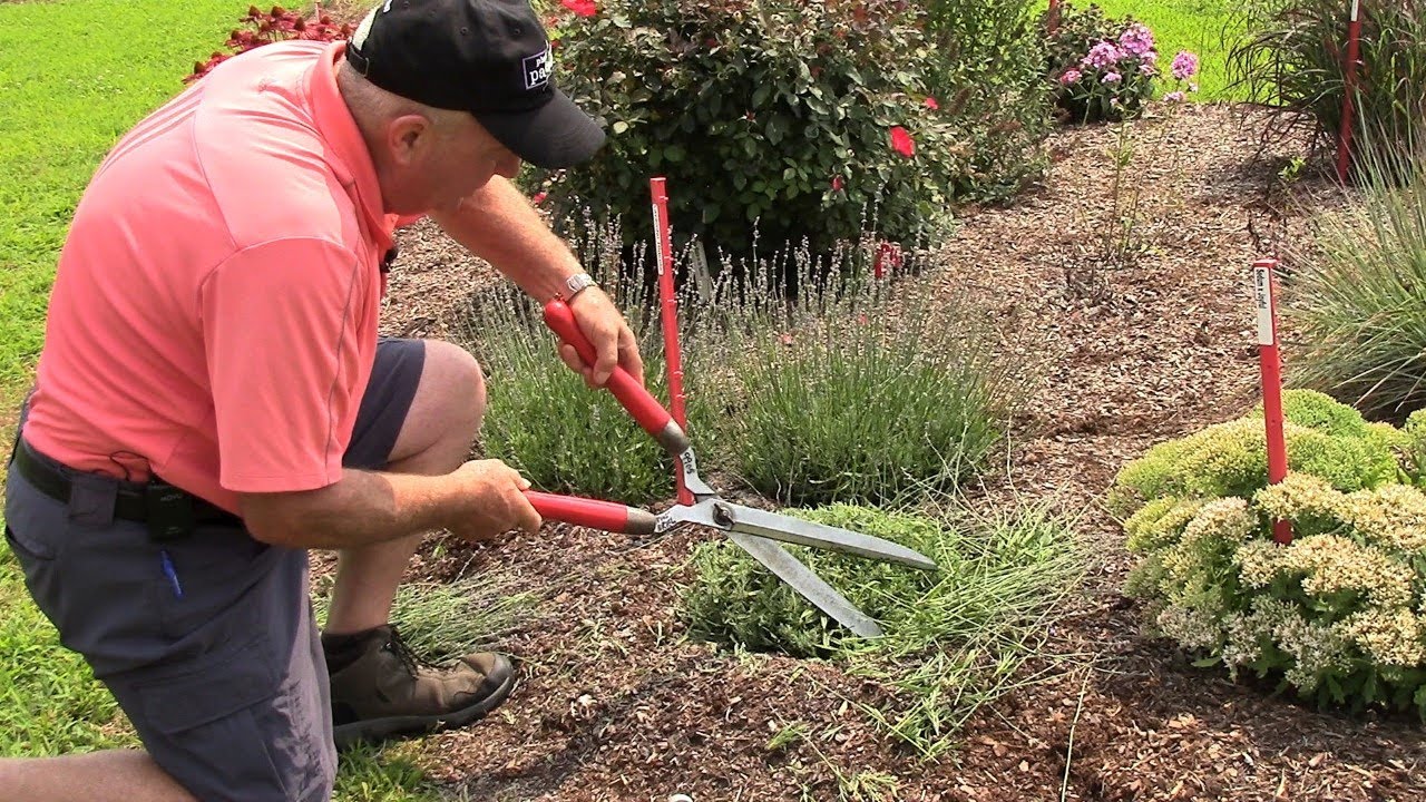 David's Tips & Tricks To Grow Beautiful Lavender💜💜 💜 (Part Two) Summer Trim ✂️😉👌