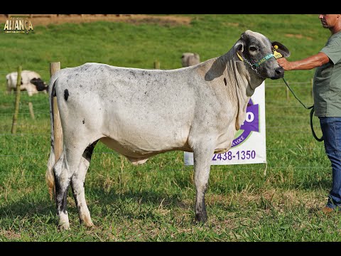 LOTE 31   14º LEILÃO ALIANÇA GENÉTICA LEITEIRA   9495 CC