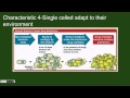 Understanding Single-Cell Organisms
