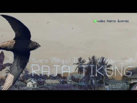 SP.  RAJA TIKUNG | suara panggil burung walet