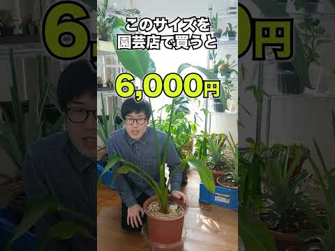 100均のダイソーさんの300円のストレチア（ストレリチア）が2年で巨大化した #観葉植物 #ダイソー #100均