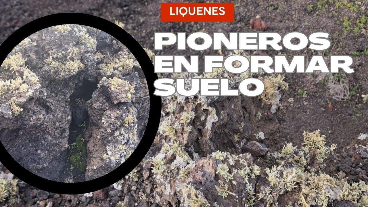 La Geogénesis de suelo: Los Líquenes (Pioneros en formar suelo)