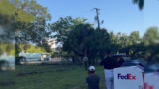 Black Bear spotted by police in Fort Myers