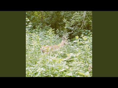 Παρακολούθηση Pulse στο YouTube Παρακολούθηση Pulse στο YouTube