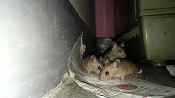 Rat poison how does it work