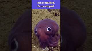 Adorable Googly-Eyed Sea Creature