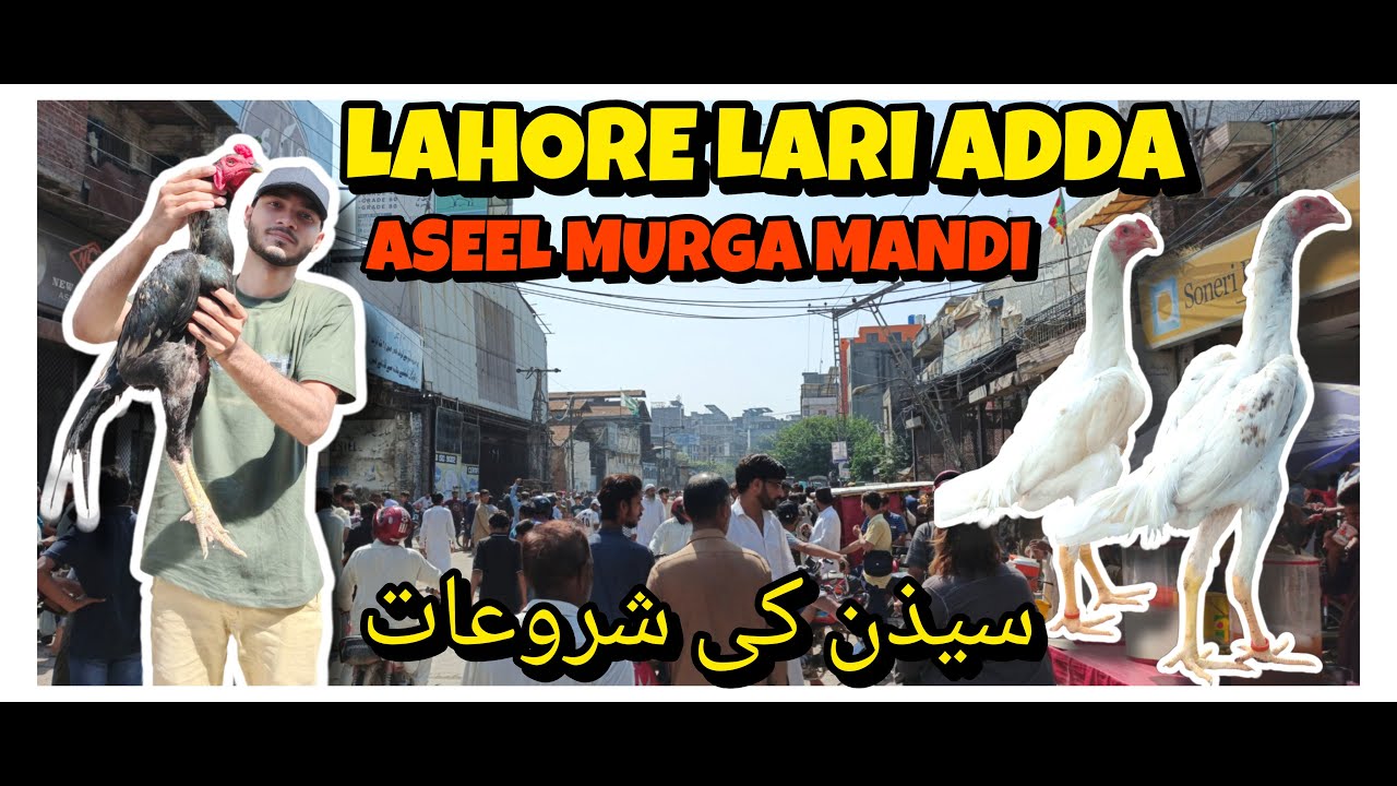 Lahore Aseel Murga Mandi || Lahore Lari Adda Aseel Murga Mandi 2025| Lari Adda Aseel Market 2025 