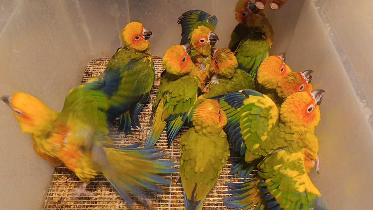 মিরপুর ১ পাখির হাট 