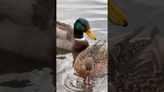 Stockentenpaar im Schönwasserpark – Wassertropfen auf den Federn 💧