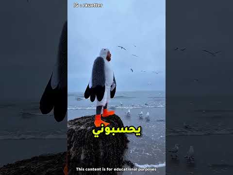 موقف مضحك تظاهر إنه بطة عشان يهرب منهم 