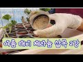 안전한 제라늄 삽목.배냇흙에 삽목하기2강.