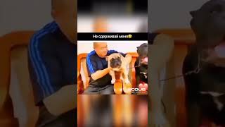 Coub Link Mem Funny Video Short