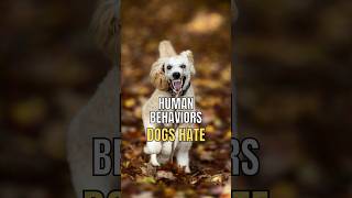 Human Behaviors Dogs Hate 